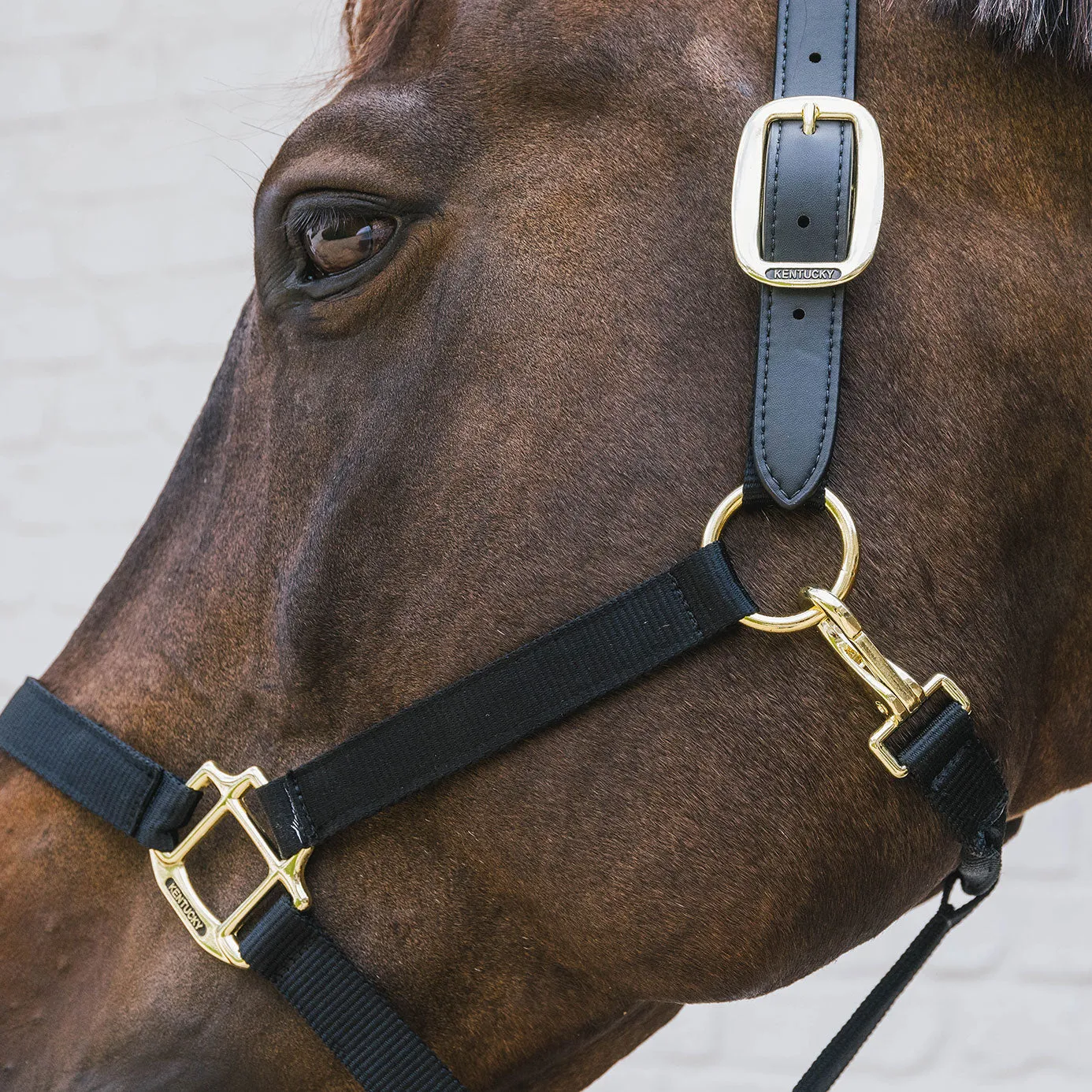 Kentucky Horsewear Nylon Breakaway Headcollar - Black